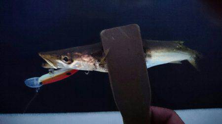 アジングのはずが？。