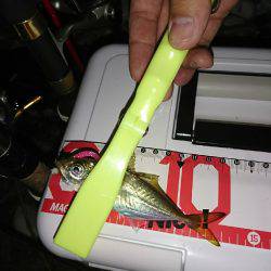 アジングとタチウオ