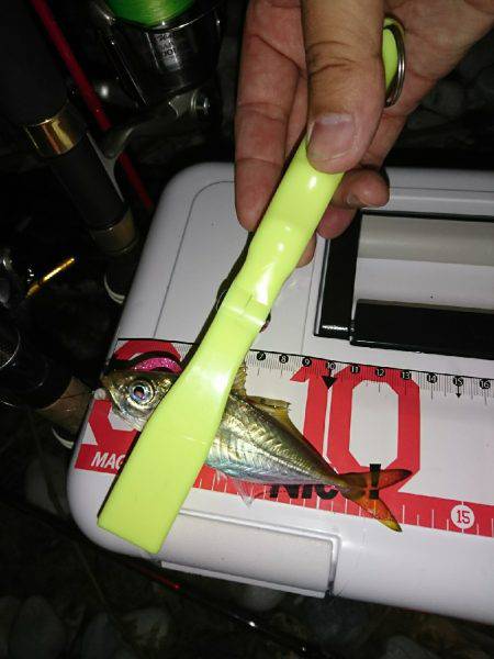 アジングとタチウオ