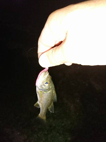 タチウオは遠いなぁ