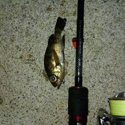 雨上がりアジング!