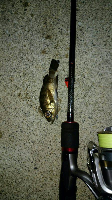 雨上がりアジング!