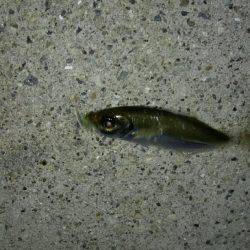 暴風アジングっ！！