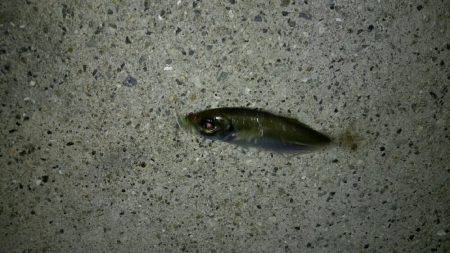 暴風アジングっ！！