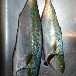 朝マズメ 楽しめました♪