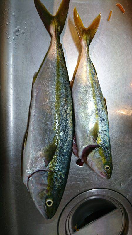 朝マズメ 楽しめました♪