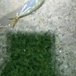 まだまだですな。