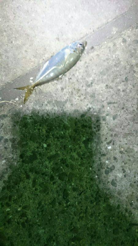 まだまだですな。