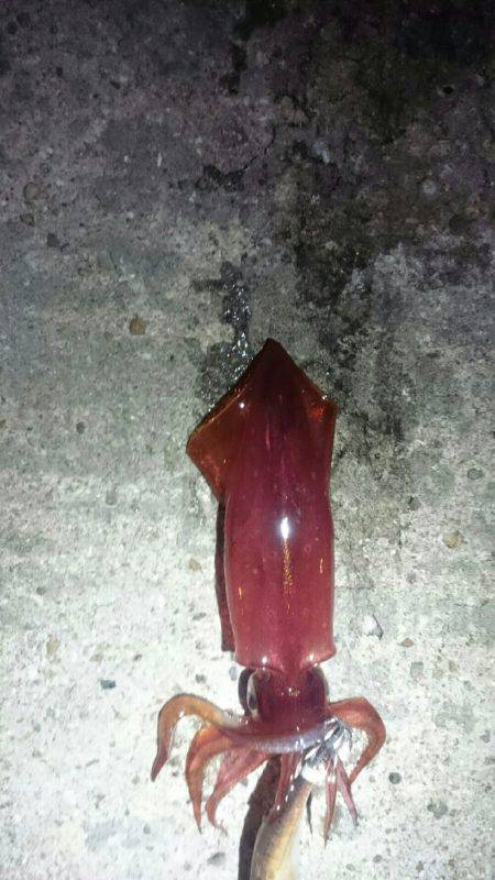 台風前に何とか。