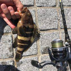 グルーパー٩( ‘ω’ )و