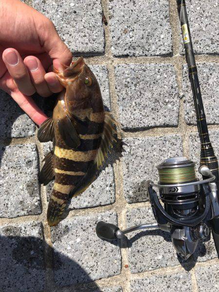 グルーパー٩( ‘ω’ )و