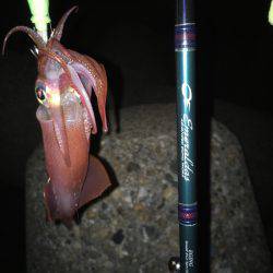 ケンサキイカゲーム♪