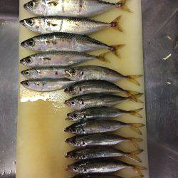 アジング時々サヨリング