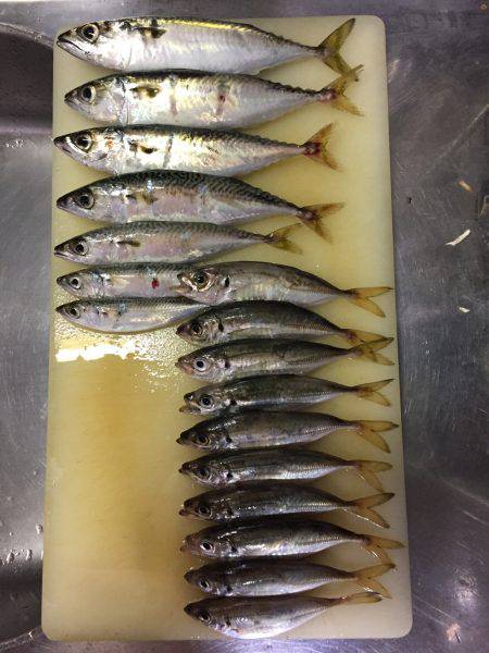 アジング時々サヨリング