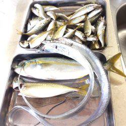 タチウオ、ツバス、アジ