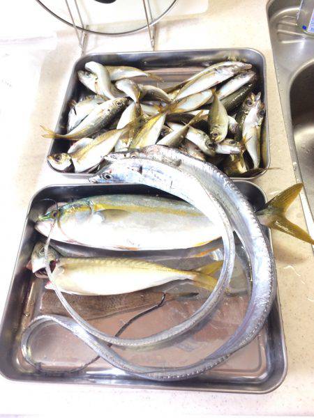 タチウオ、ツバス、アジ