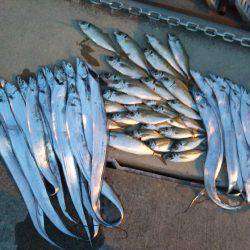 オフショアタチウオ♪