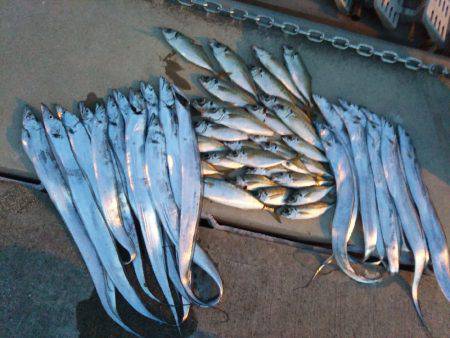 オフショアタチウオ♪