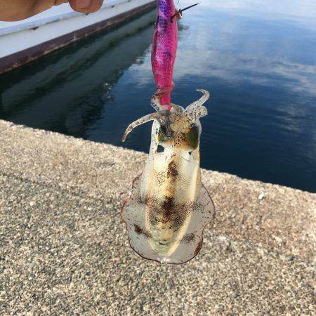 エギング アオリ コウイカ