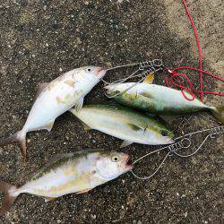 朝マヅメ釣行③