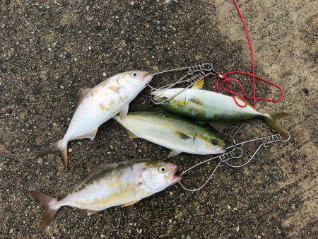 朝マヅメ釣行③