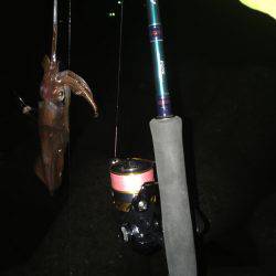 夜中ケンサキイカゲーム