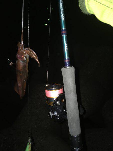 夜中ケンサキイカゲーム