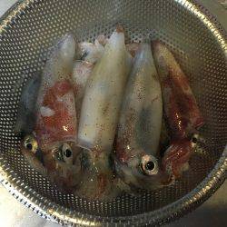 ライトエギング、ケンサキイカ