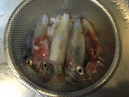 ライトエギング、ケンサキイカ