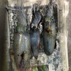 こましなアオリイカ