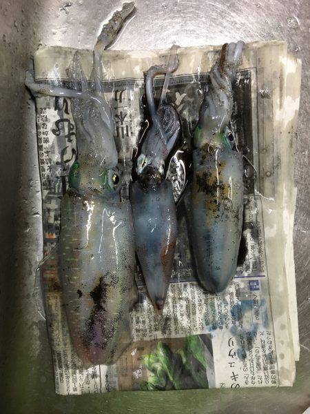 こましなアオリイカ