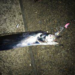 神戸ポートアイランド タチウオ