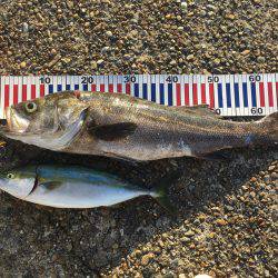 ケンサキイカ☆マイカゲームからシーバス☆ツバスゲームへ