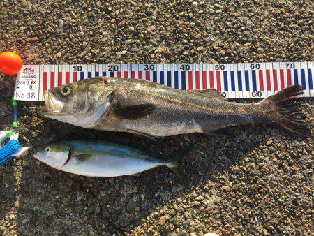 ケンサキイカ☆マイカゲームからシーバス☆ツバスゲームへ