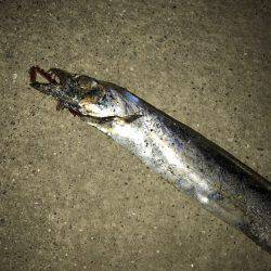 タチウオ好調です！