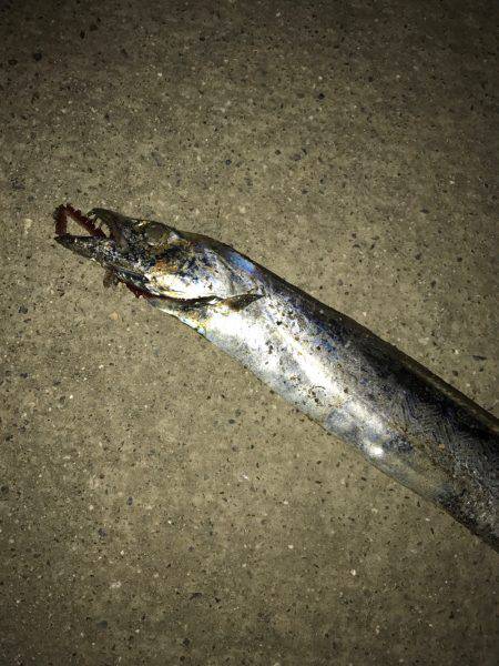 タチウオ好調です！