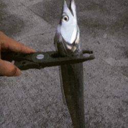 今季初タチウオ！