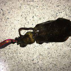 ケンサキ＆新子