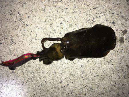 ケンサキ＆新子