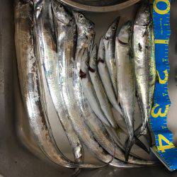 サゴシとカマスとタチウオと