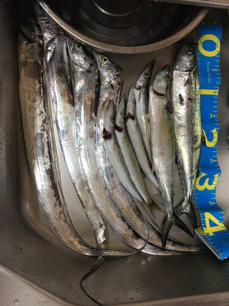 サゴシとカマスとタチウオと