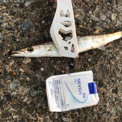 アジングやりました！