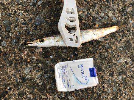 アジングやりました！