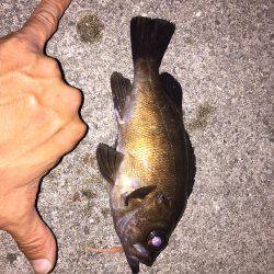 アタリなきアジング