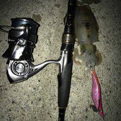 今年度第2回 新子エギング