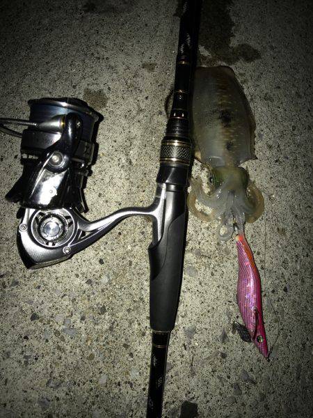 今年度第2回 新子エギング