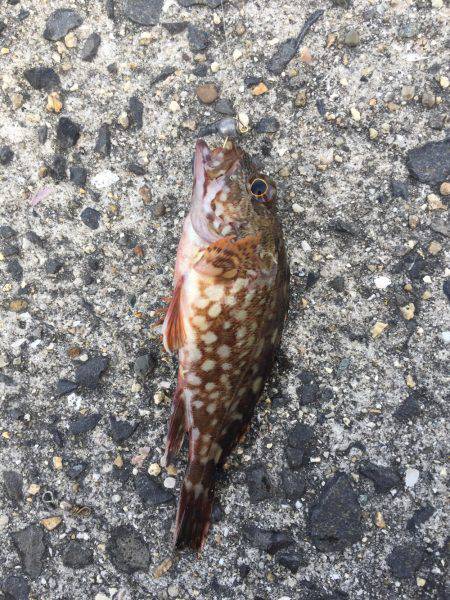 ころころころっけ♪