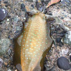 少し渋めの秋イカ釣行