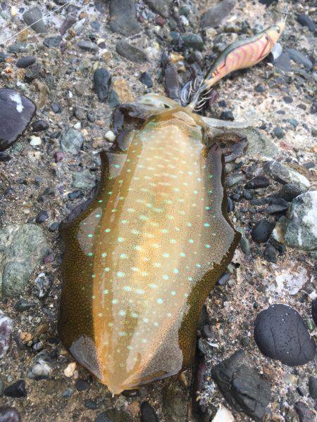 少し渋めの秋イカ釣行