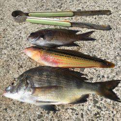 サヨリはどこに